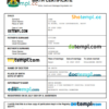 editable template, Egypt birth certificate Word and PDF template, completely editable