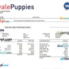 veterinary medicine company earning statement in Word and PDF formats